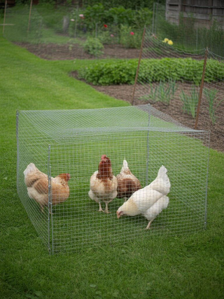 Temporary chicken run solution for a small-space homestead garden
